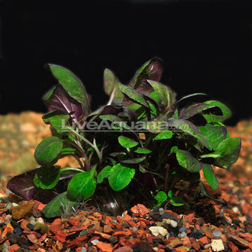 Cardinal Plant, Lobelia cardinalis Cardinal Plant, Lobelia cardinalis